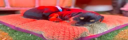 Mixed Breed dogs for sale: Lakeland / Fell terriers for sale in Pwllheli - Advert 3