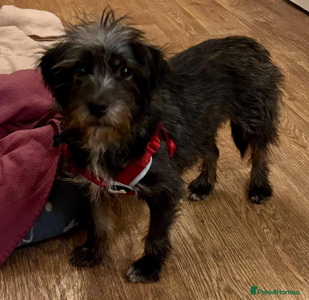 Mixed Breed dogs for adoption: Meet Bibi, currently residing in Surrey in Horley - Advert 1