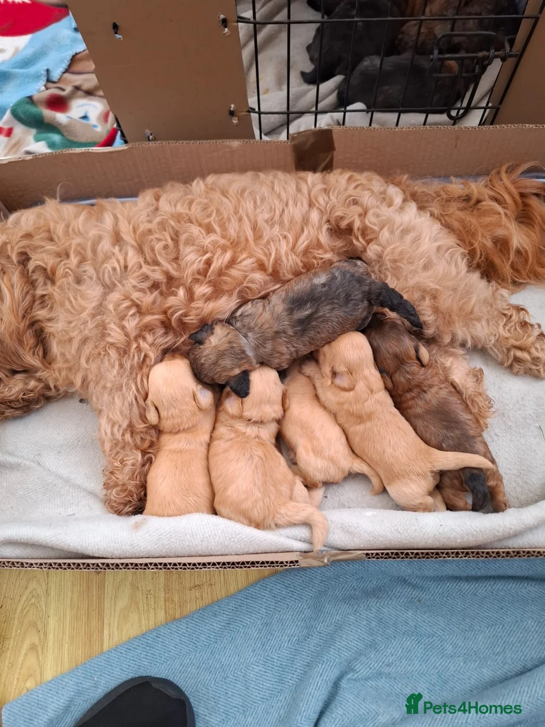 Lhasapoo dogs for sale: Beautiful, home reared lhasapoos in Southport - Advert 7