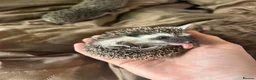 Pygmy Hedgehog rodents for sale: Two Gorgeous Hoglets for Loving Forever Homes - Advert 3