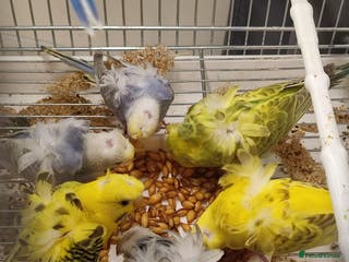 Budgerigars birds Budgies - Advert 1