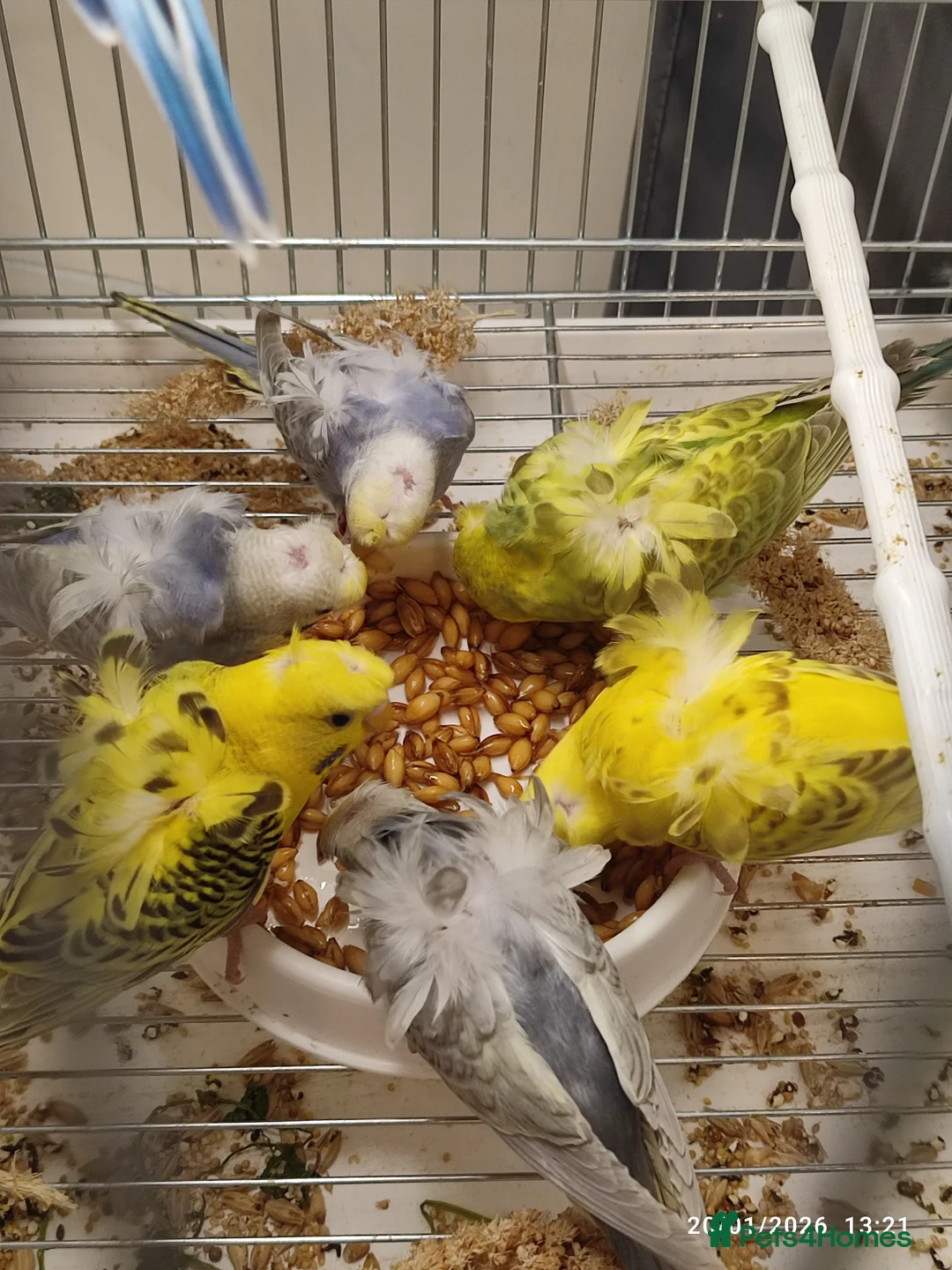 Budgerigars birds for sale: Budgies  - Advert 1