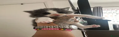 British Longhair 3