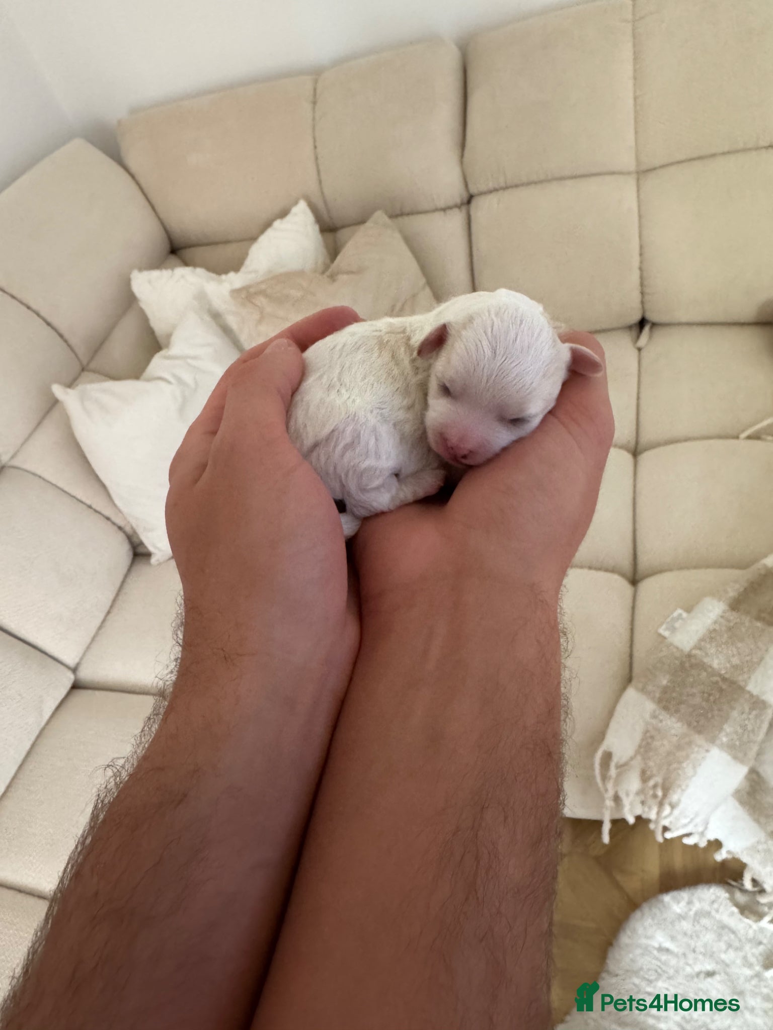 Maltipoo dogs Beautiful Maltipoo Puppies –Nela’s Final Litter 🐾 - Advert 14