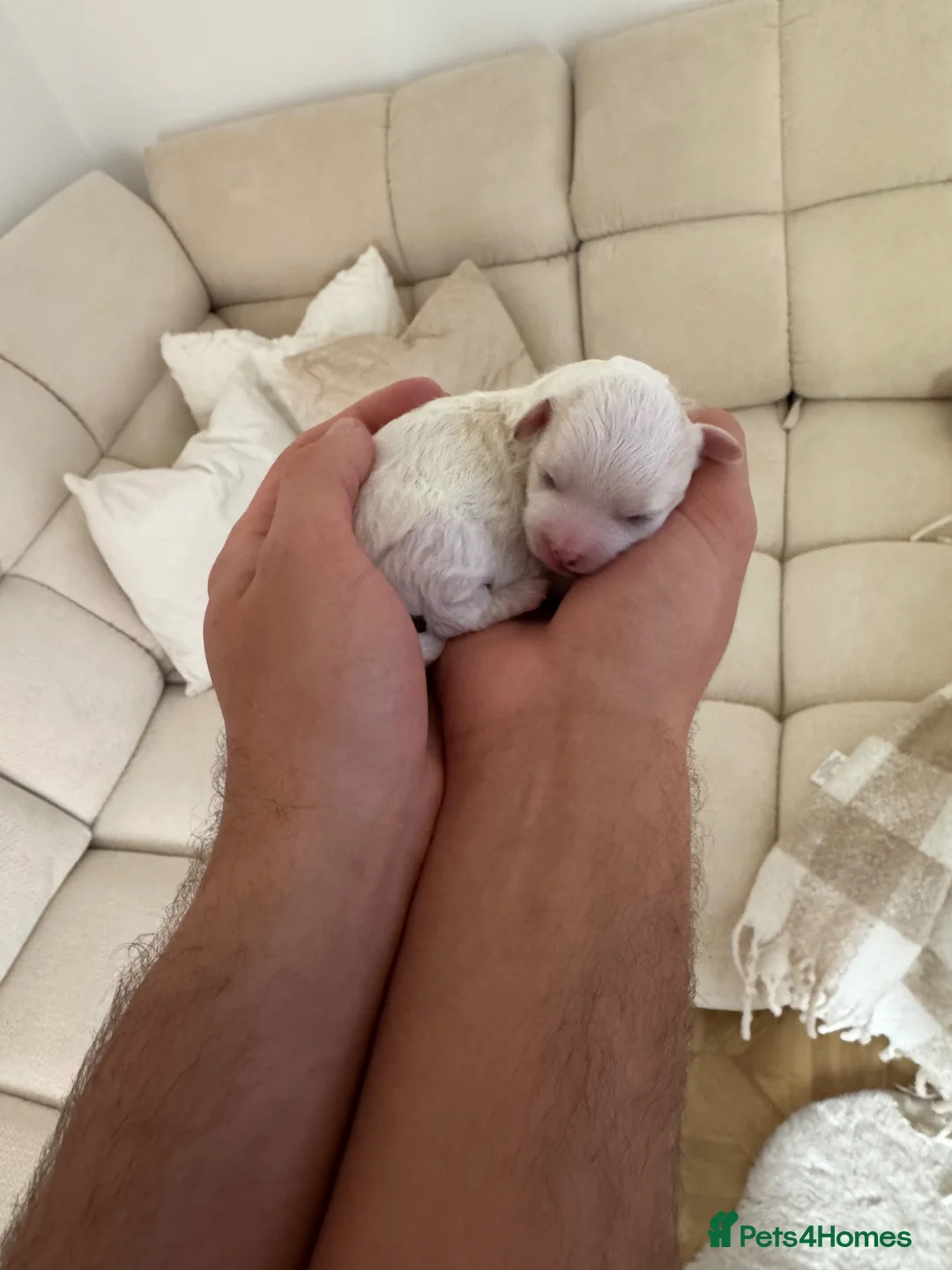 Maltipoo dogs for sale: Beautiful Maltipoo Puppies –Nela’s Final Litter 🐾 - Advert 1