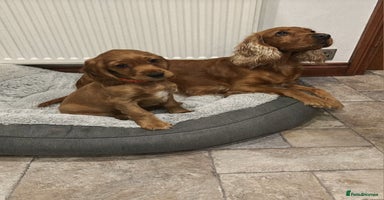 Cocker Spaniel dogs ✨ONLY ONE PUPPY LEFT- READY FOR HER FOREVER HOME!✨ - Advert 10