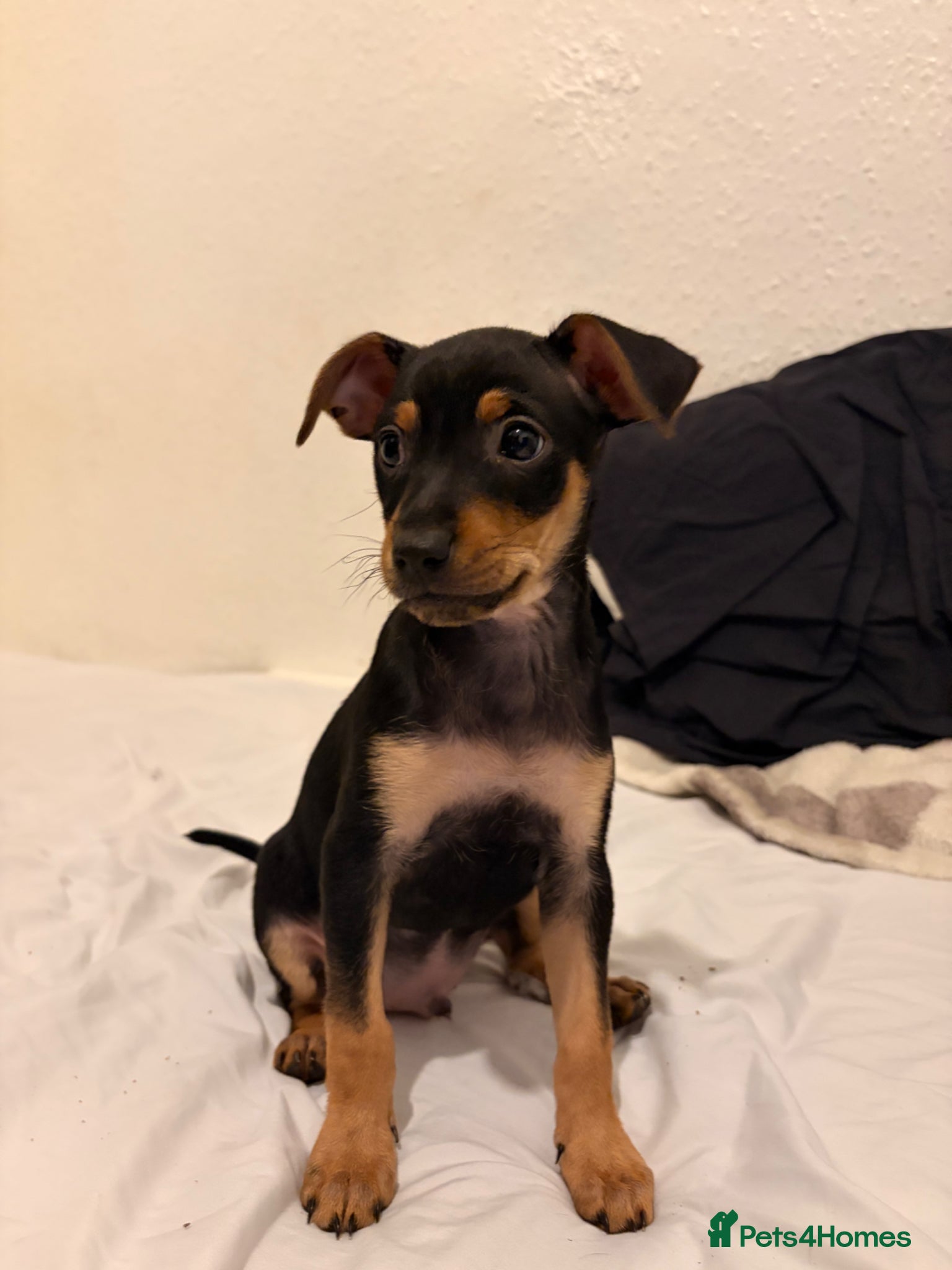 Mixed Breed dogs Stunning Miniature Pinscher x Chihuahua Puppy - Advert 3