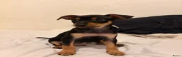 Mixed Breed dogs for sale: Stunning Miniature Pinscher x Chihuahua Puppy - Advert 1