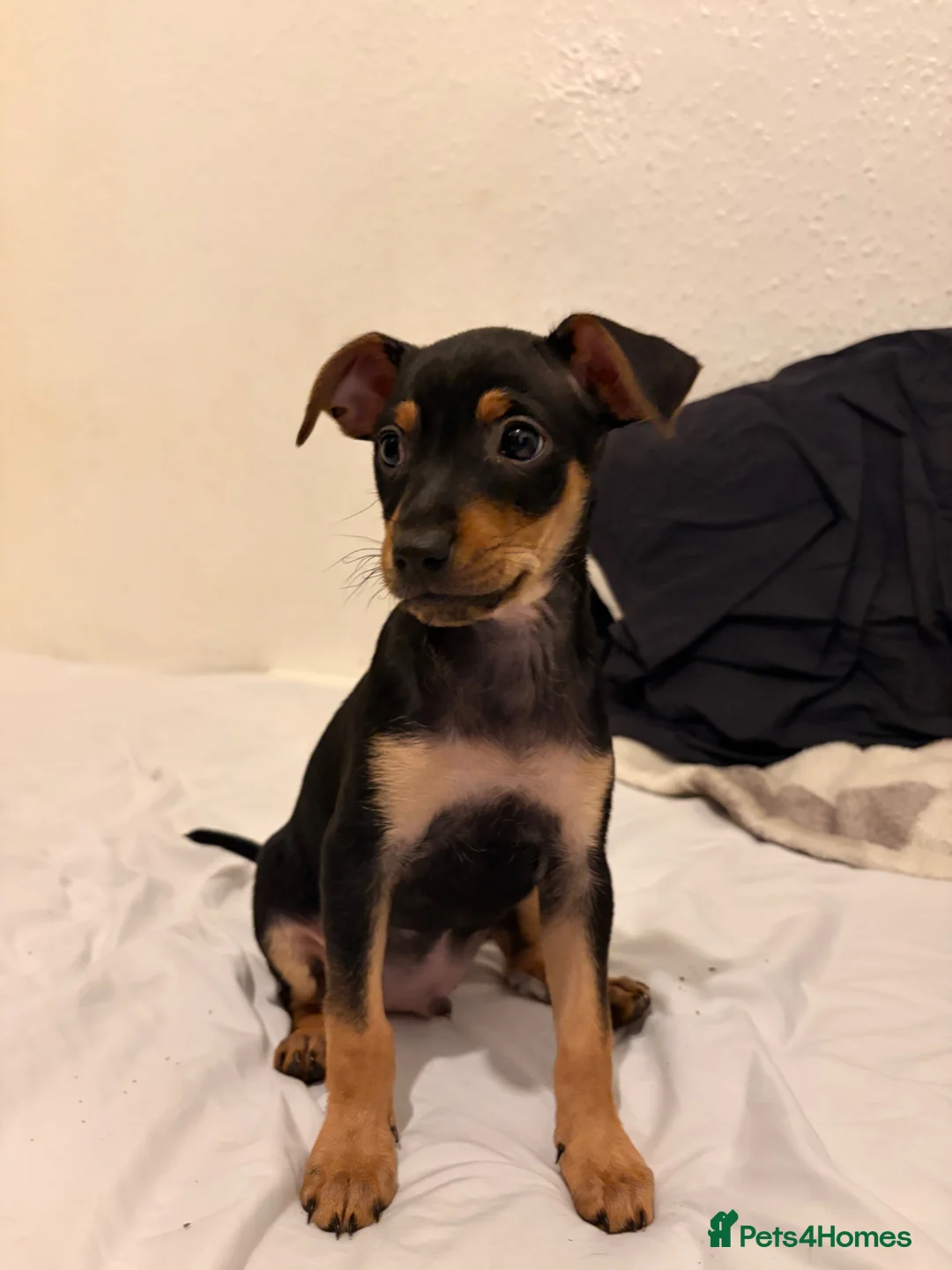 Mixed Breed dogs for sale: Stunning Miniature Pinscher x Chihuahua Puppy - Advert 1
