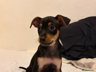 Mixed Breed dogs Stunning Miniature Pinscher x Chihuahua Puppy - Advert 9