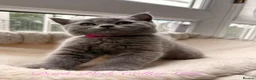 British Shorthair cats for sale: British Shorthair Blue Kittens  - Advert 13