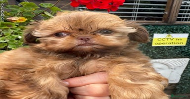 Shih Tzu dogs - Advert 6