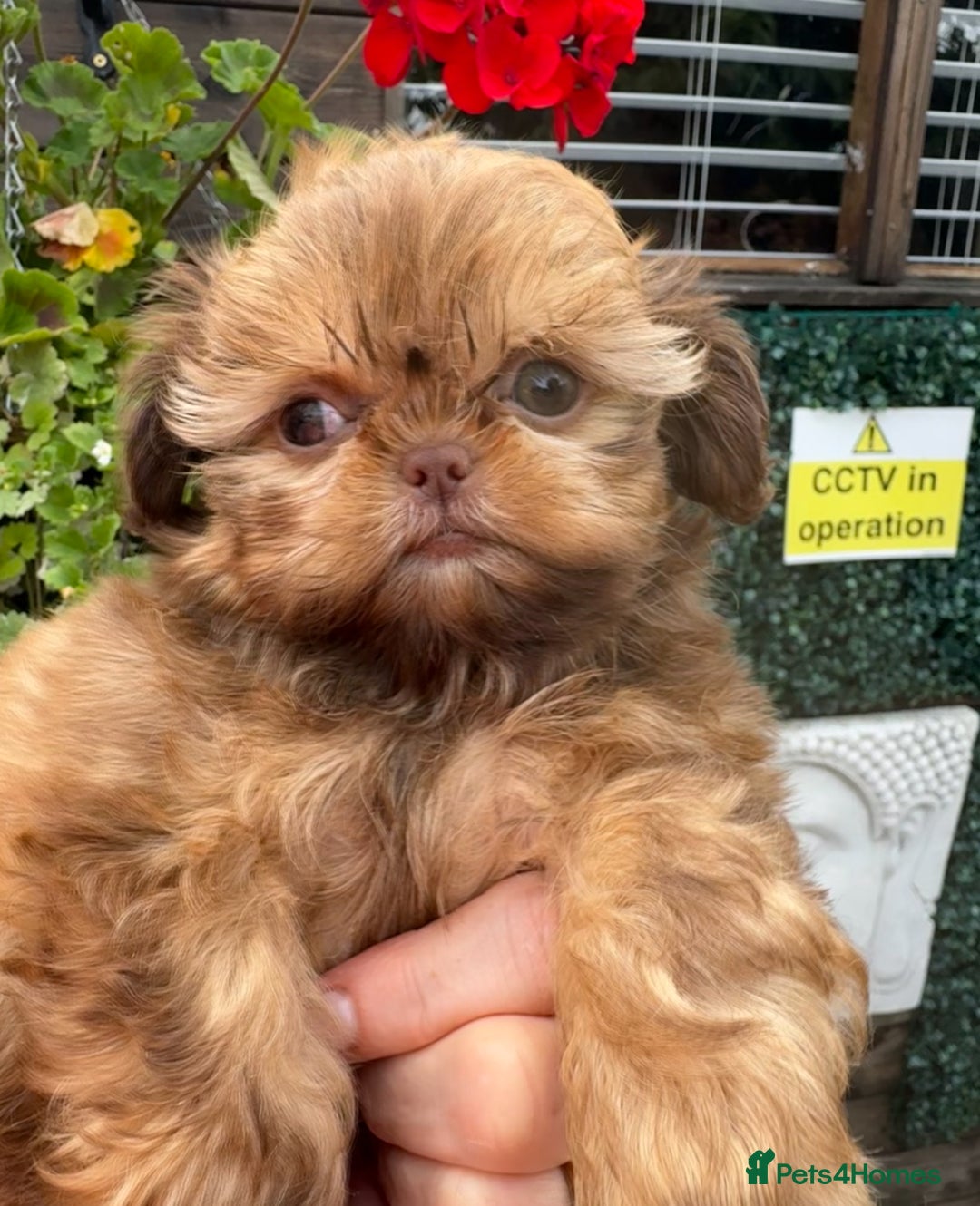 Shih Tzu dogs for sale: Exceptional pedigree litter ready NOW  - Image 2