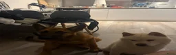 German Shepherd dogs for sale: German shepherded x Belgian malonois - Advert 2