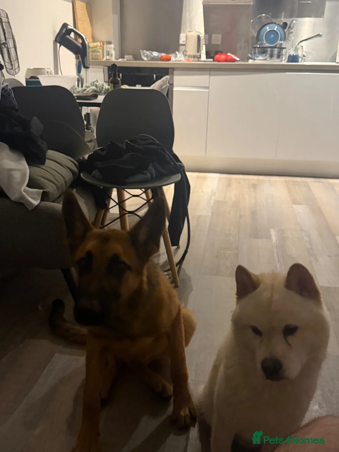 German Shepherd dogs for sale: German shepherded x Belgian malonois - Advert 2