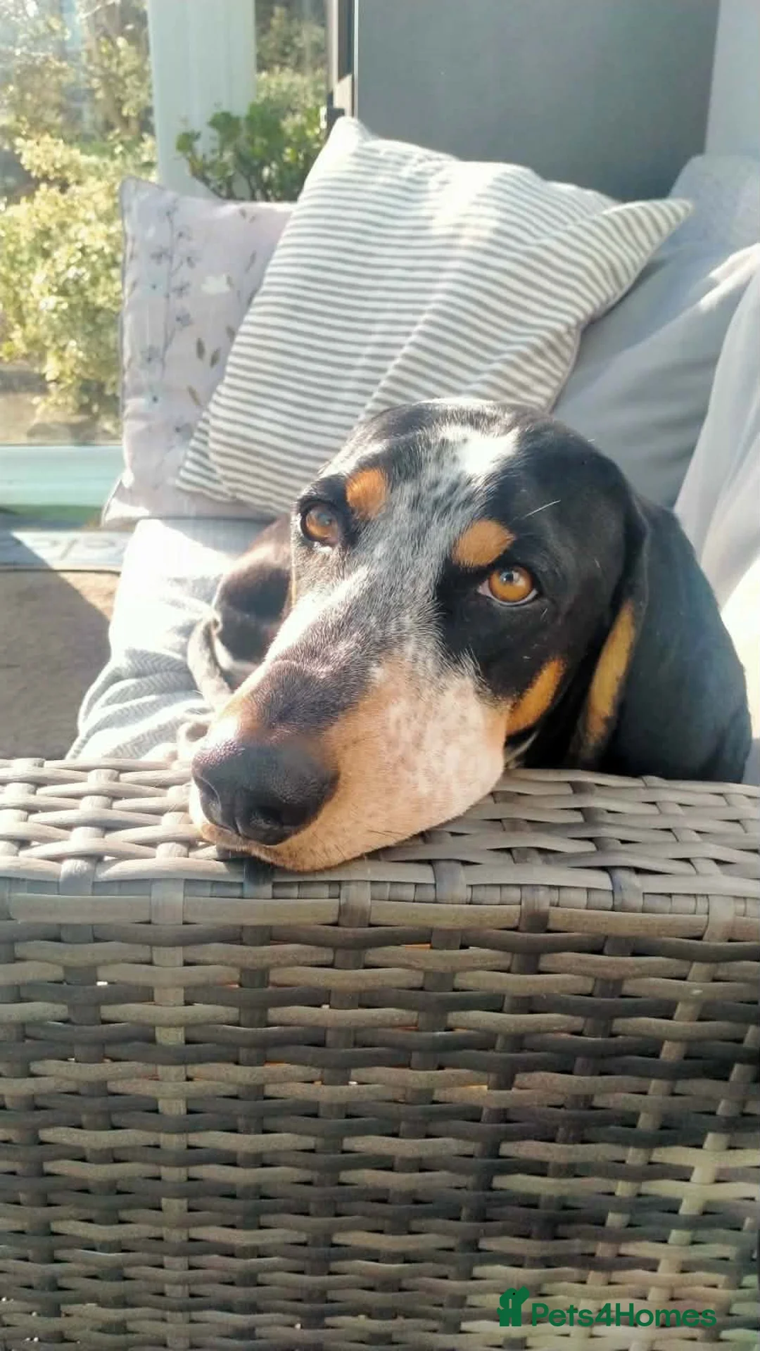 Mixed Breed dogs for adoption: Rocky Bluetick Coonhound  - Advert 8