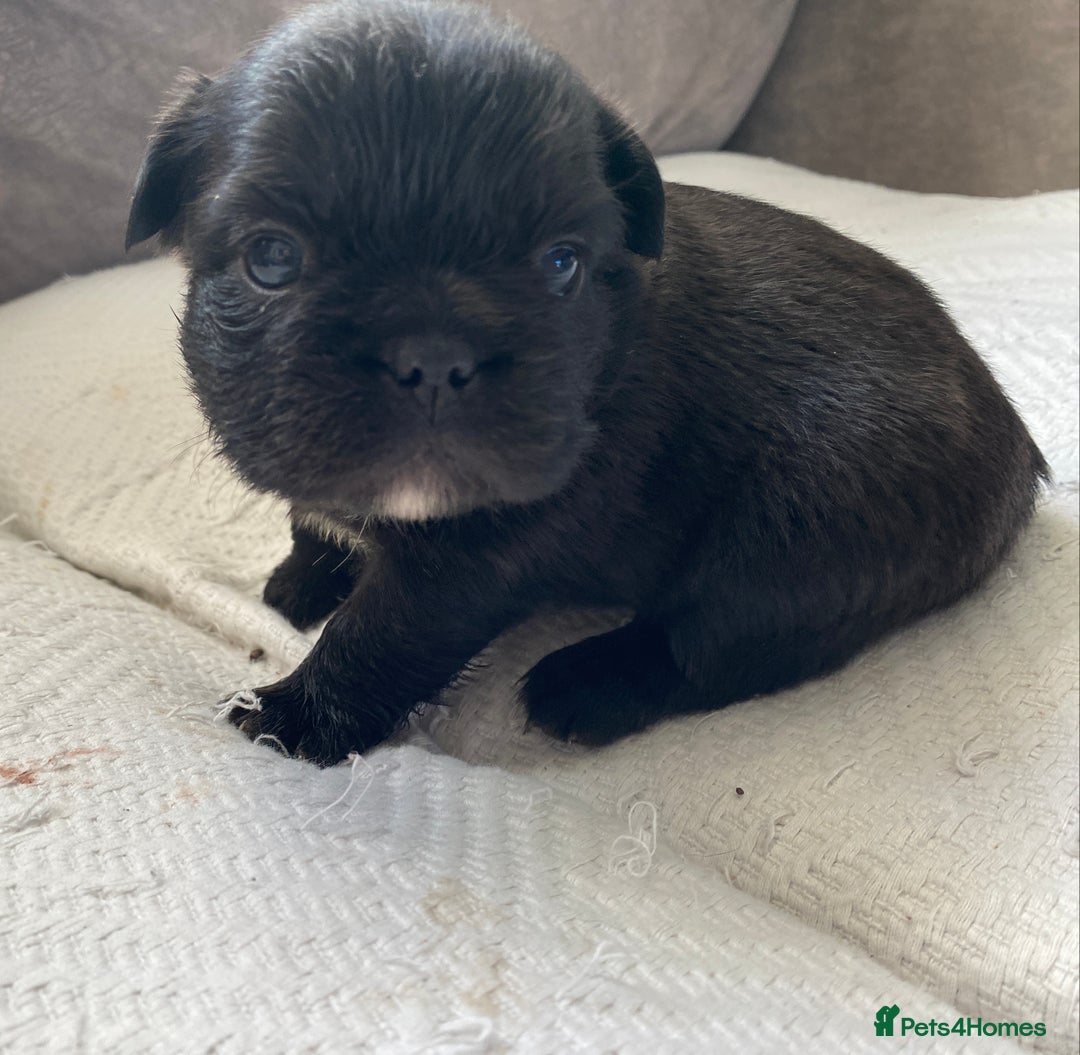 French Bulldog dogs for sale: French bulldogs puppy’s for sale - Advert 24