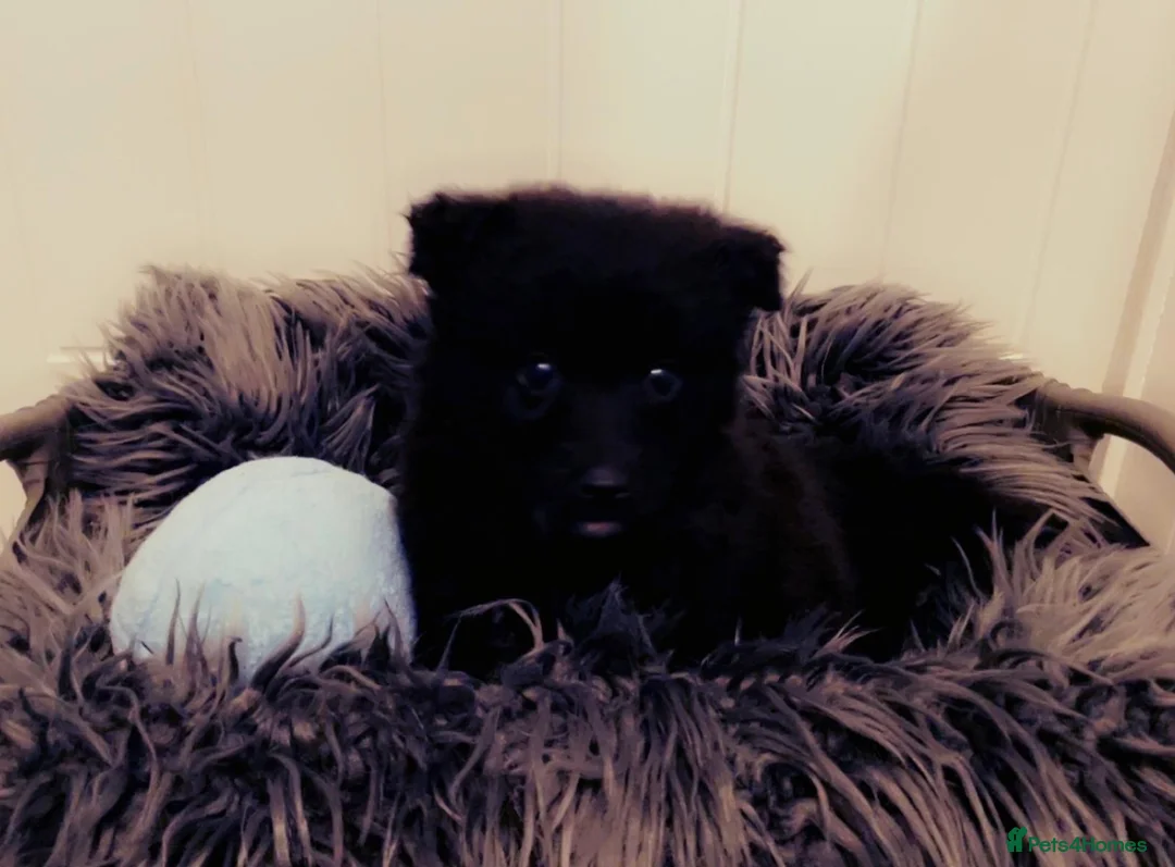 Pomsky dogs for sale: Pomsky puppies ready for their forever home 💞 in Swansea - Advert 12