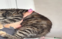 Mixed Breed cats for sale: 3 tabbie kittens looking for their forever homes - Image 7