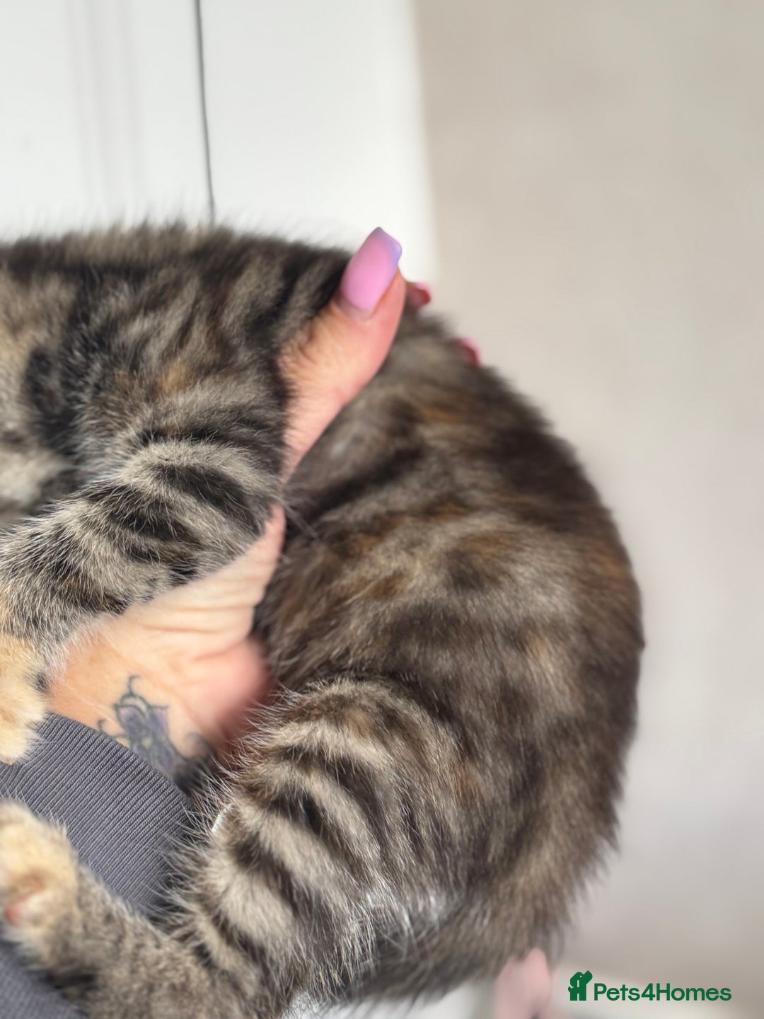Mixed Breed cats for sale: 3 tabbie kittens looking for their forever homes - Image 7