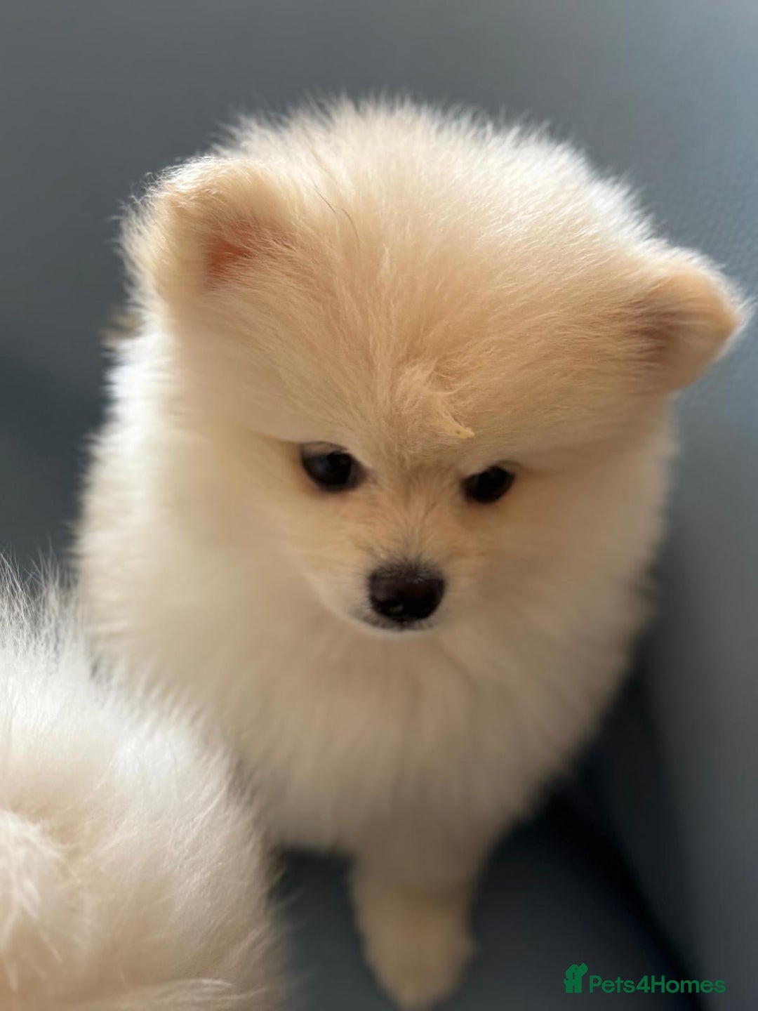 Pomeranian dogs for sale: 🐶 Adorable Pomeranian Puppies for Sale! 🐾 - Image 15