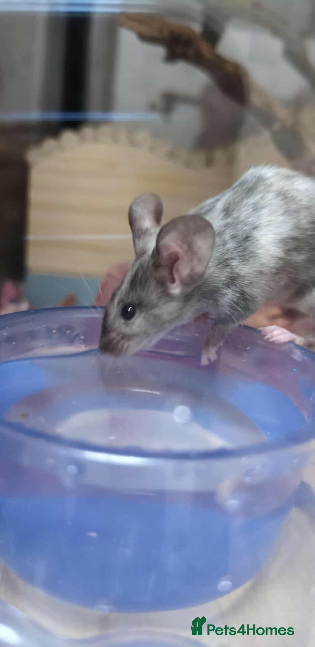 Mouse rodents for sale: Fancy mouse waiting list in Milton Keynes - Image 6