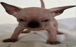 Sphynx cats for sale: Baby sphynx ready for reservation  - Image 2