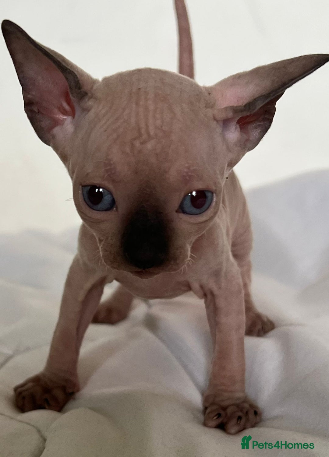 Sphynx cats for sale: Baby sphynx ready for reservation  - Image 2