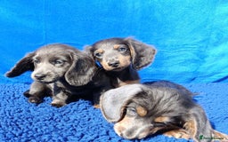 Miniature Dachshund dogs for sale: LONG HAIRED MINI KC REG PRA CLR  - Image 4