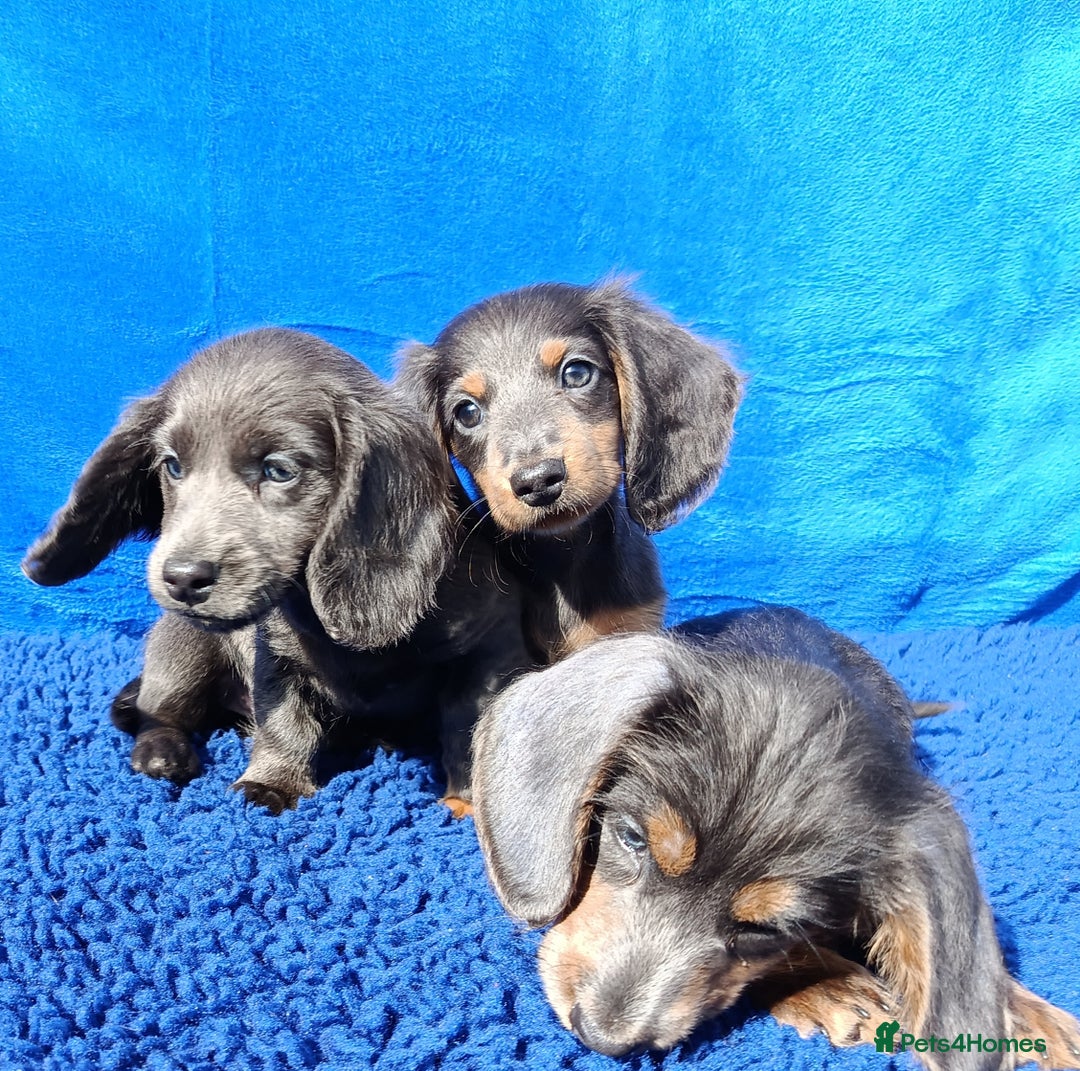 Miniature Dachshund dogs for sale: LONG HAIRED MINI KC REG PRA CLR  - Image 4