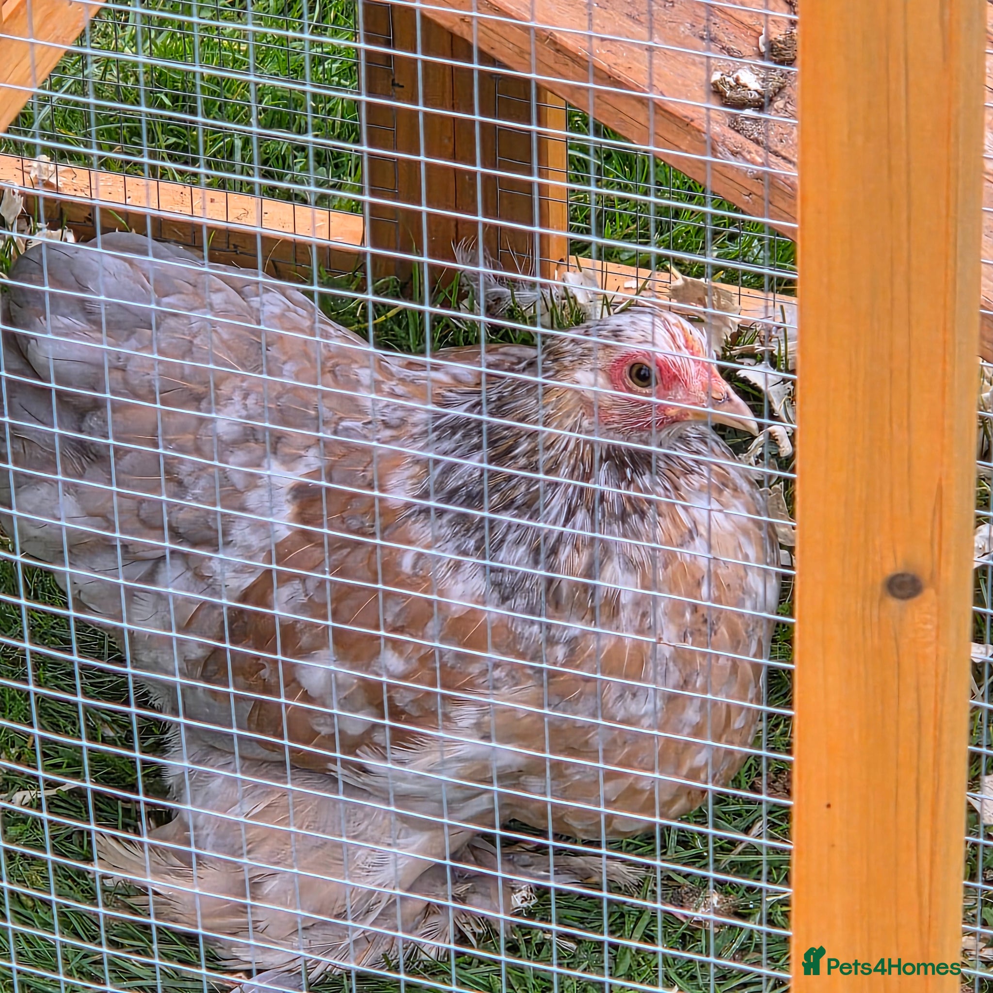Chickens poultry Mottled Pekins - Advert 1