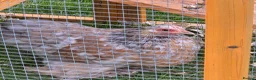Chickens poultry for sale: Mottled Pekins - Advert 1