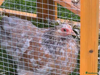 Chickens poultry Mottled Pekins - Advert 1