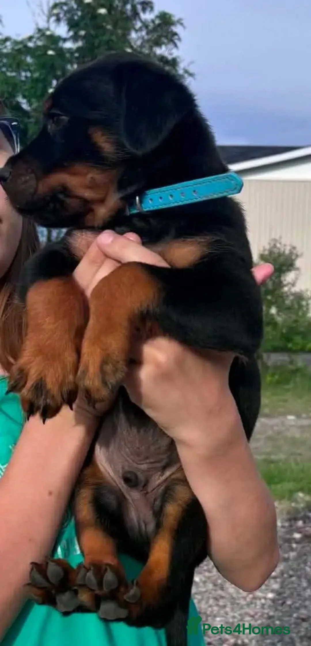 Rottweiler dogs for sale: sxvsda Litter of Premium Quality Rottie Pups in Fareham - Advert 2