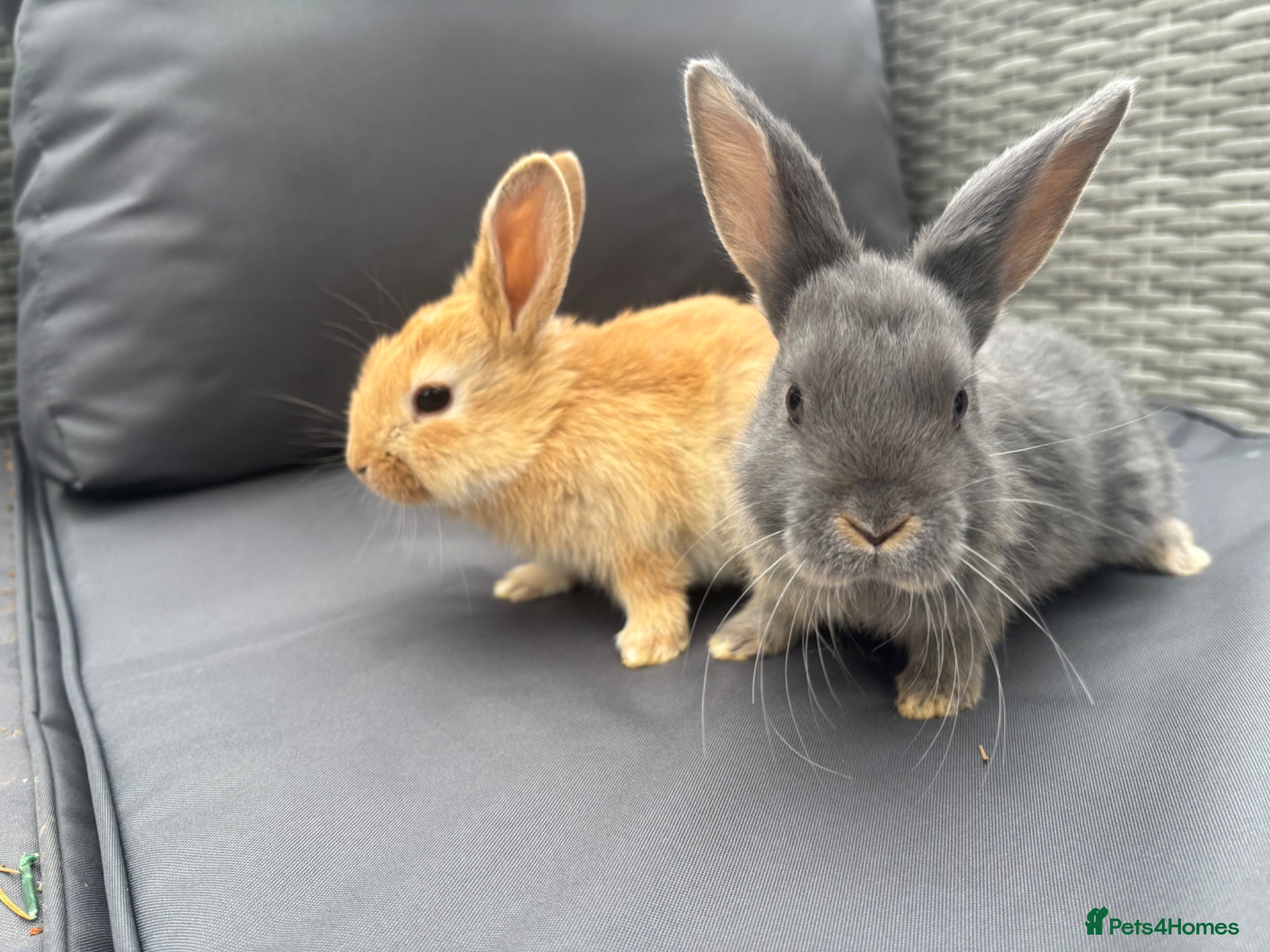 Mixed Breed rabbits for sale: Rex x mini lops - Advert 3