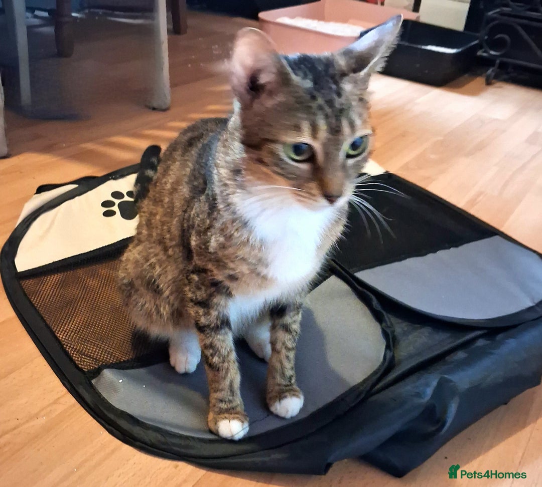 Mixed Breed cats for sale: Mixed bengal  - Image 2