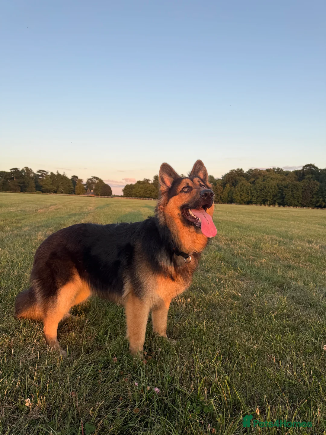 German Shepherd dogs for stud: KENLEAP MENIKO STUD - Advert 3