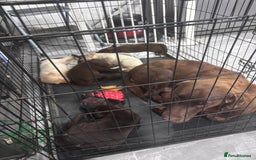 Labrador Retriever dogs for sale: Adorable Labrador Retriever Puppies d.o.b 4/07/25 - Image 7