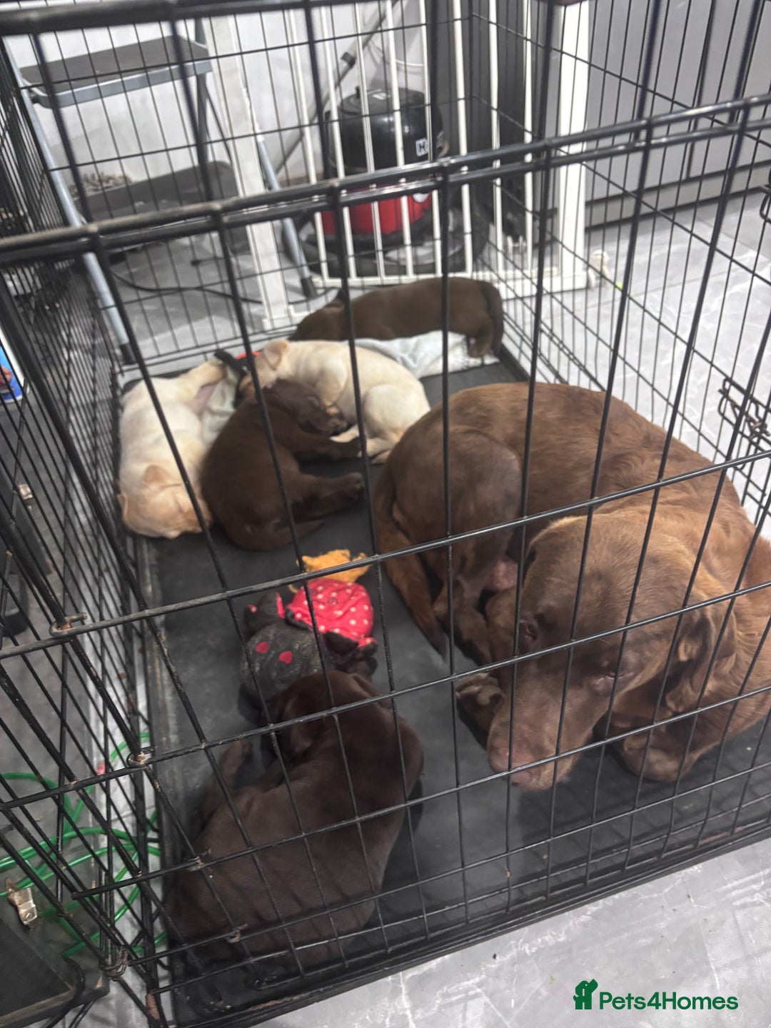 Labrador Retriever dogs for sale: Adorable Labrador Retriever Puppies d.o.b 4/07/25 - Image 7