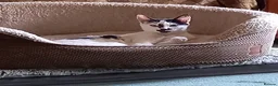 Mixed Breed cats for sale: 4 MALE kittens for sale - Advert 5