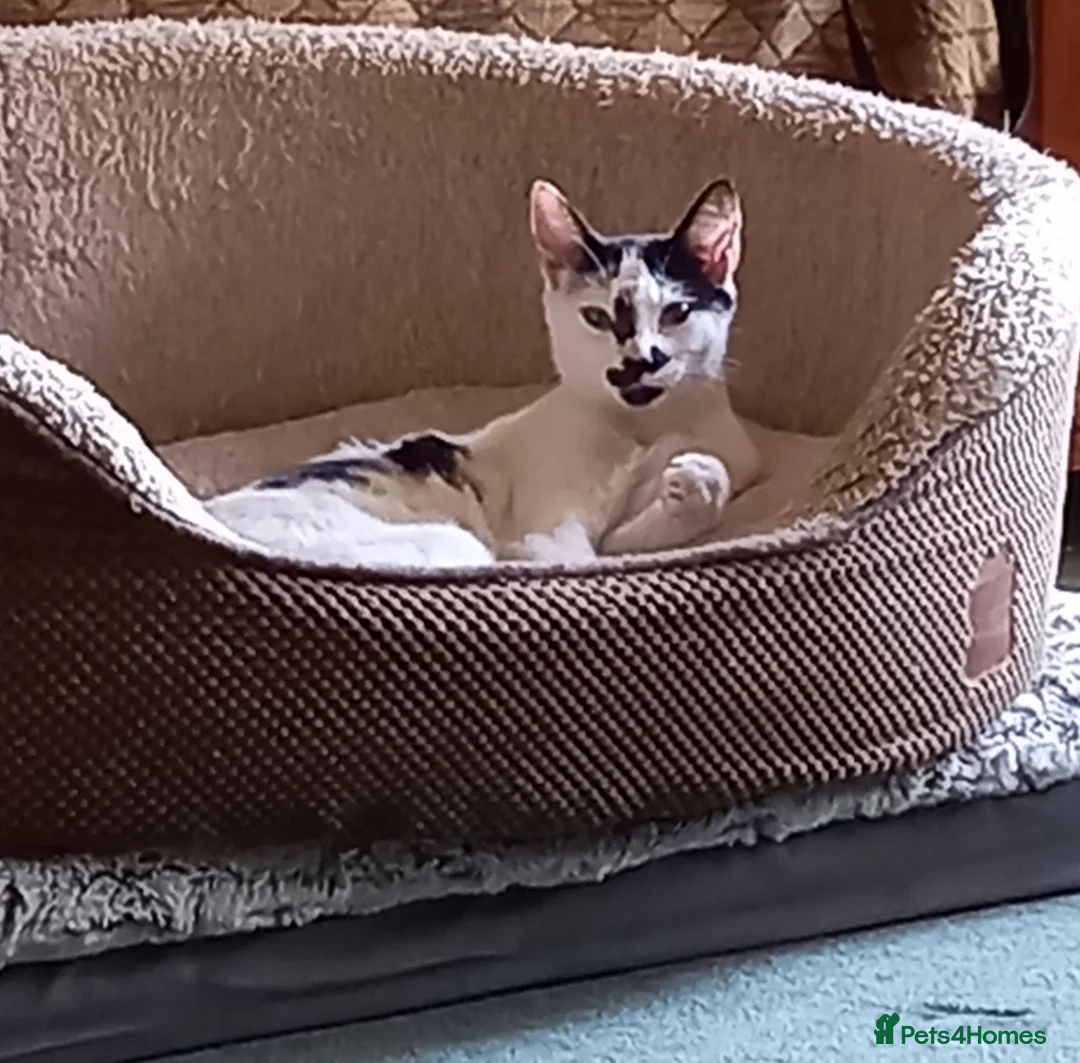 Mixed Breed cats for sale: 1 MALE kittens for sale - Advert 2