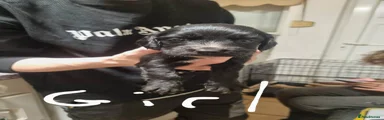 Cocker Spaniel 5