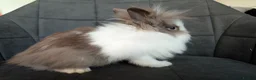 Lionhead rabbits for sale: Beautiful Double-maned Lionhead Rabbits for Sale - Advert 29
