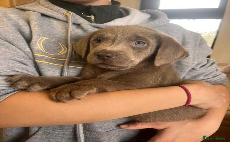 Labrador Retriever dogs - Advert 13