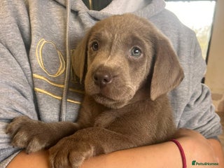 Labrador Retriever dogs Beautiful kc registered silver Labrador puppies - Advert 3