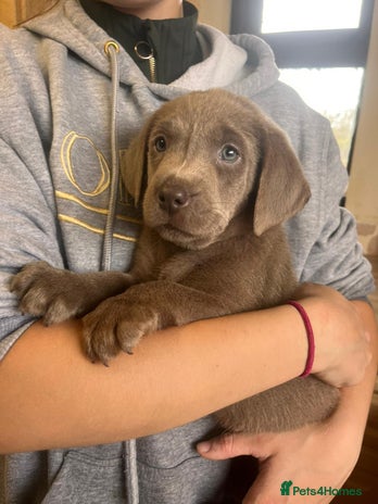 Labrador Retriever dogs - Advert 2