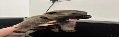 German Shepherd 2