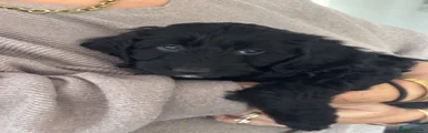 Black boy 