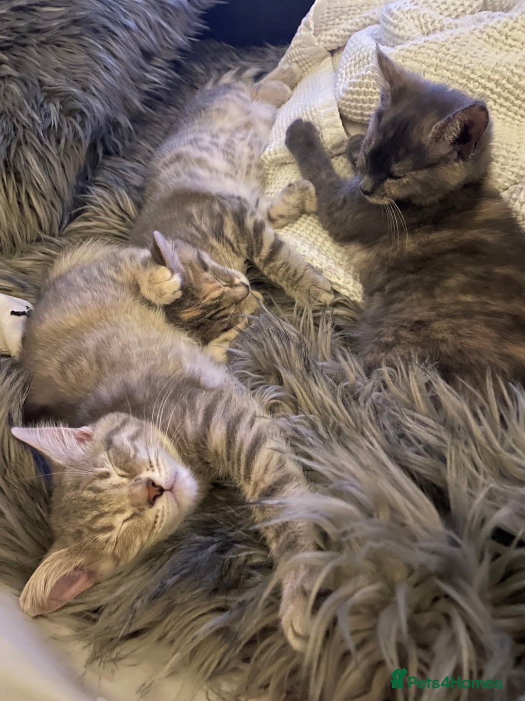 Mixed Breed cats for sale: Adorable female cats Looking for a Forever Home ! - Advert 12