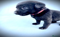 Labrador Retriever dogs for sale: ✨Gorgeous Labrador Puppies Ready for New Homes! ✨ - Image 4